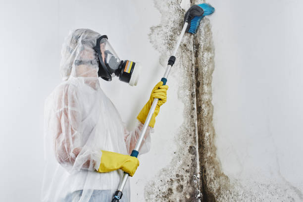 Best Mold Removal for HVAC Installations  in Columbia, PA